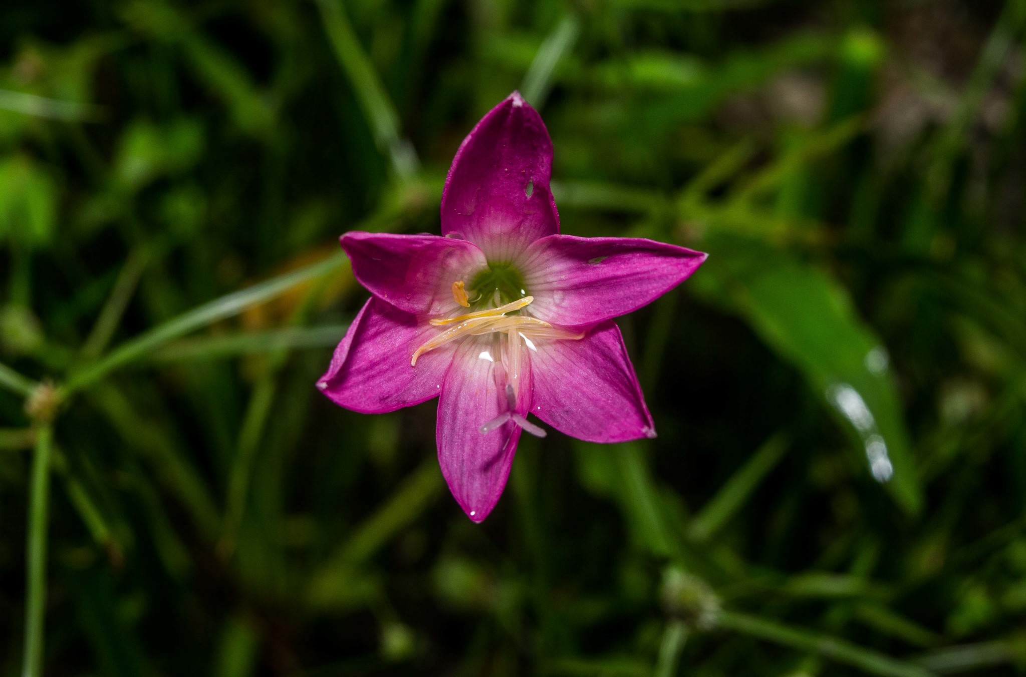 Zephyranthes rosea